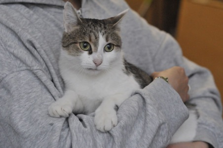 Періс