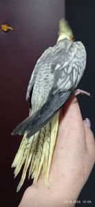 Корела пташеня Сара