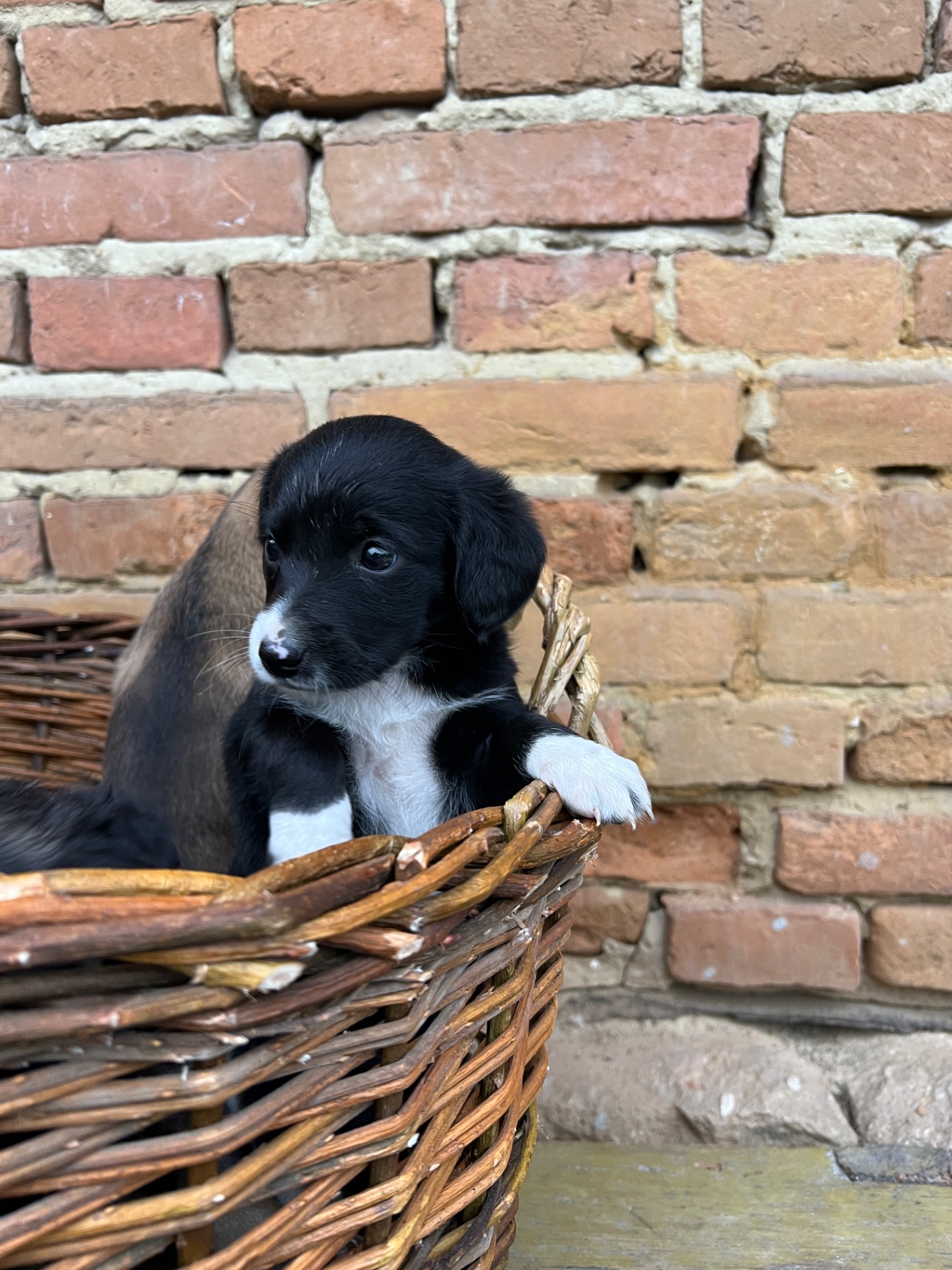 Цуценя Липа шукає домівку