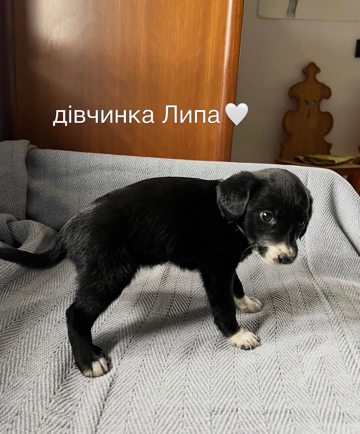 Цуценя Липа шукає домівку