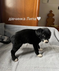 Цуценя Липа шукає домівку