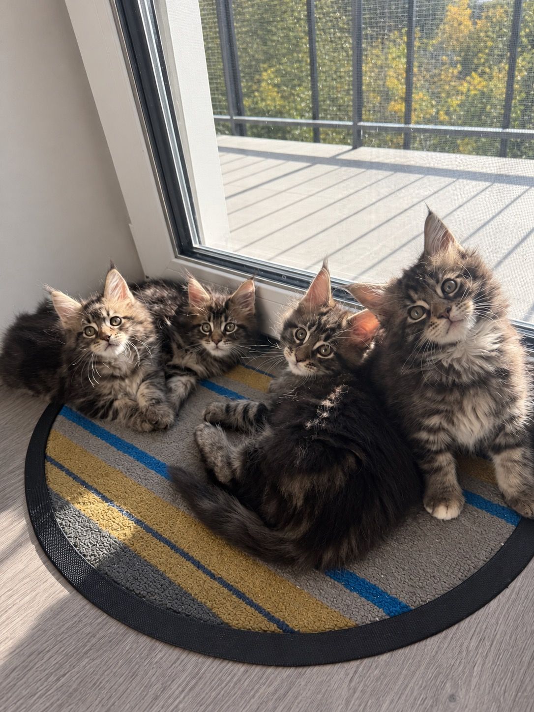 Кошенята Мейн Кун