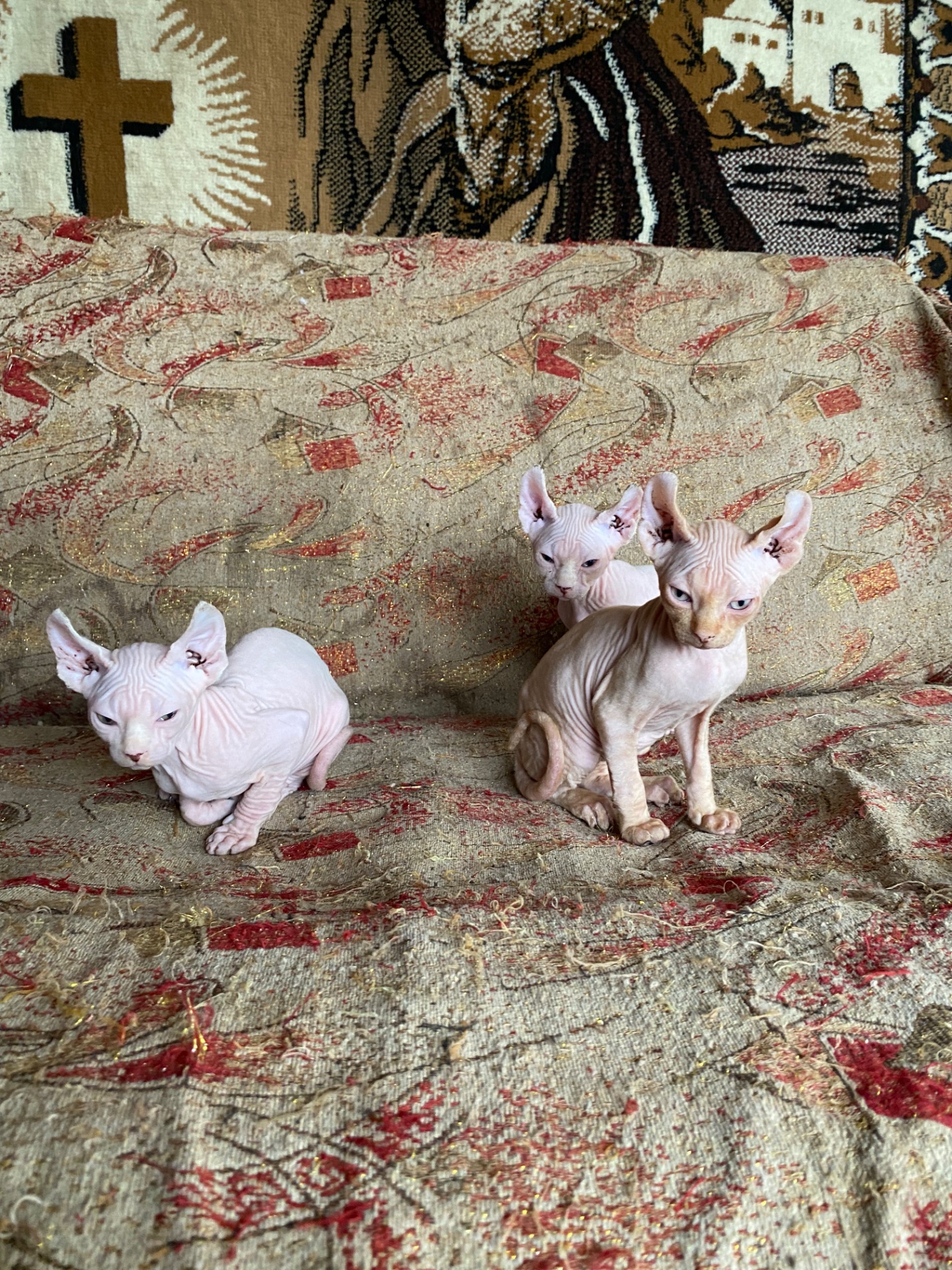 🐾 Продаются лысенькие котята💞🐈