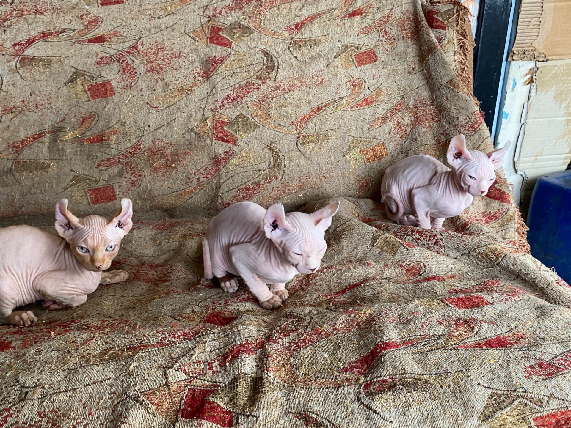 🐾 Продаются лысенькие котята💞🐈
