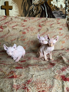🐾 Продаются лысенькие котята💞🐈