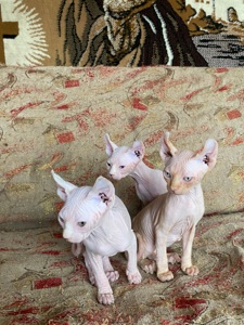 🐾 Продаются лысенькие котята💞🐈