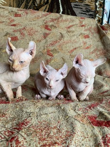 🐾 Продаются лысенькие котята💞🐈