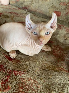 🐾 Продаются лысенькие котята💞🐈