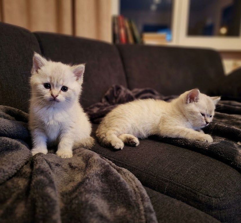 Шотладські чудові кошенята.Київ