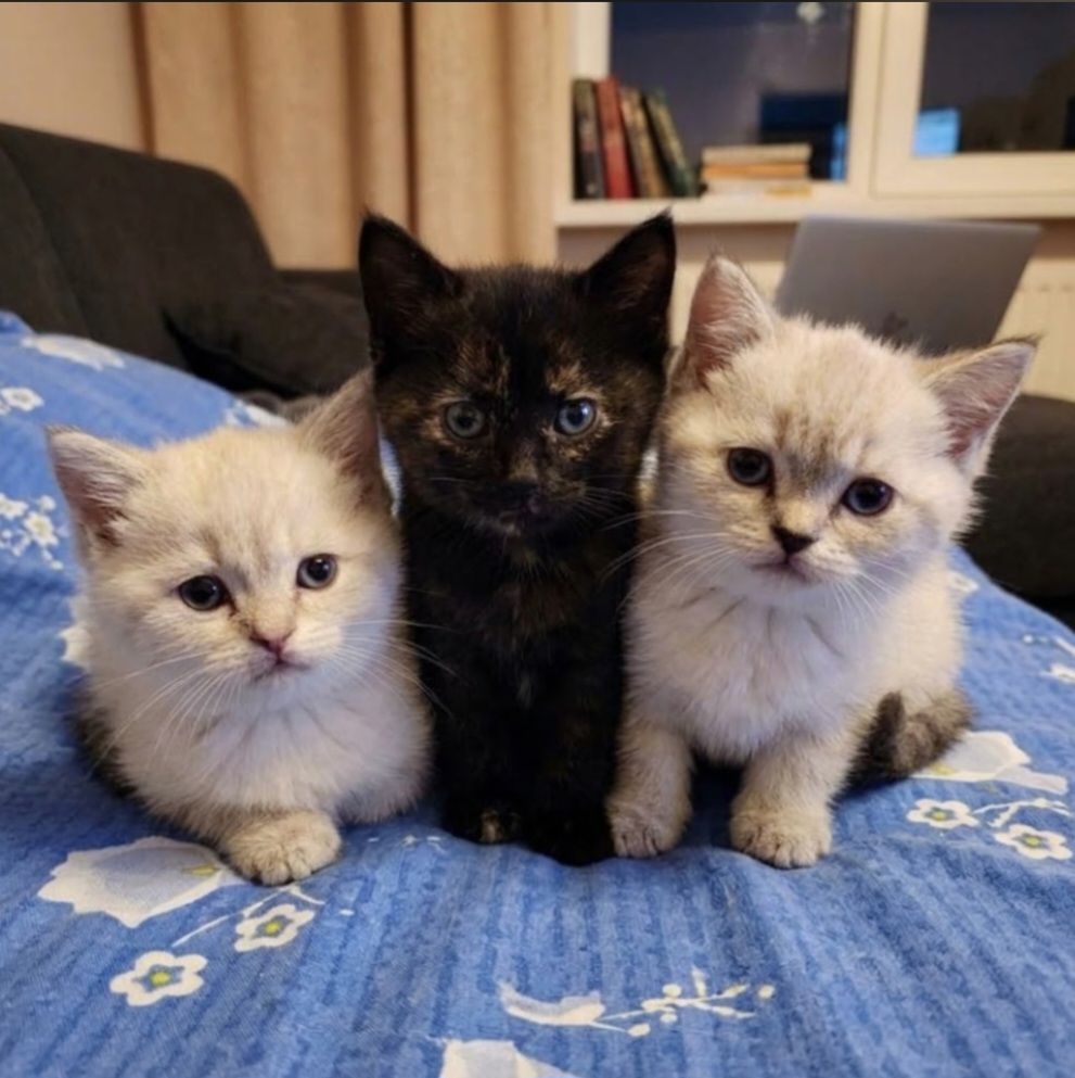 Шотладські чудові кошенята.Київ