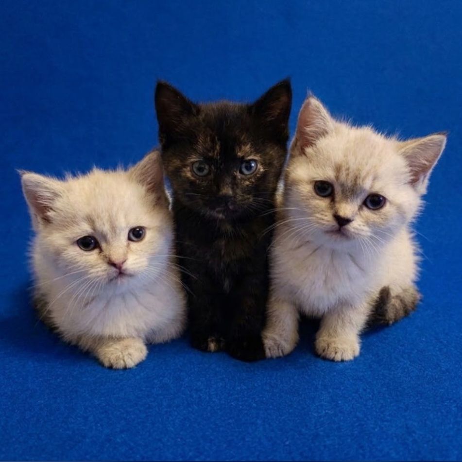 Шотладські чудові кошенята.Київ