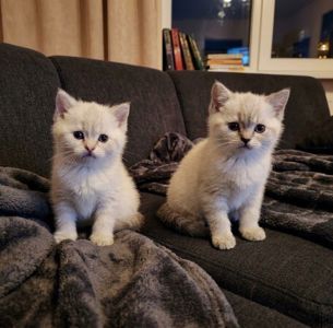 Шотладські чудові кошенята.Київ