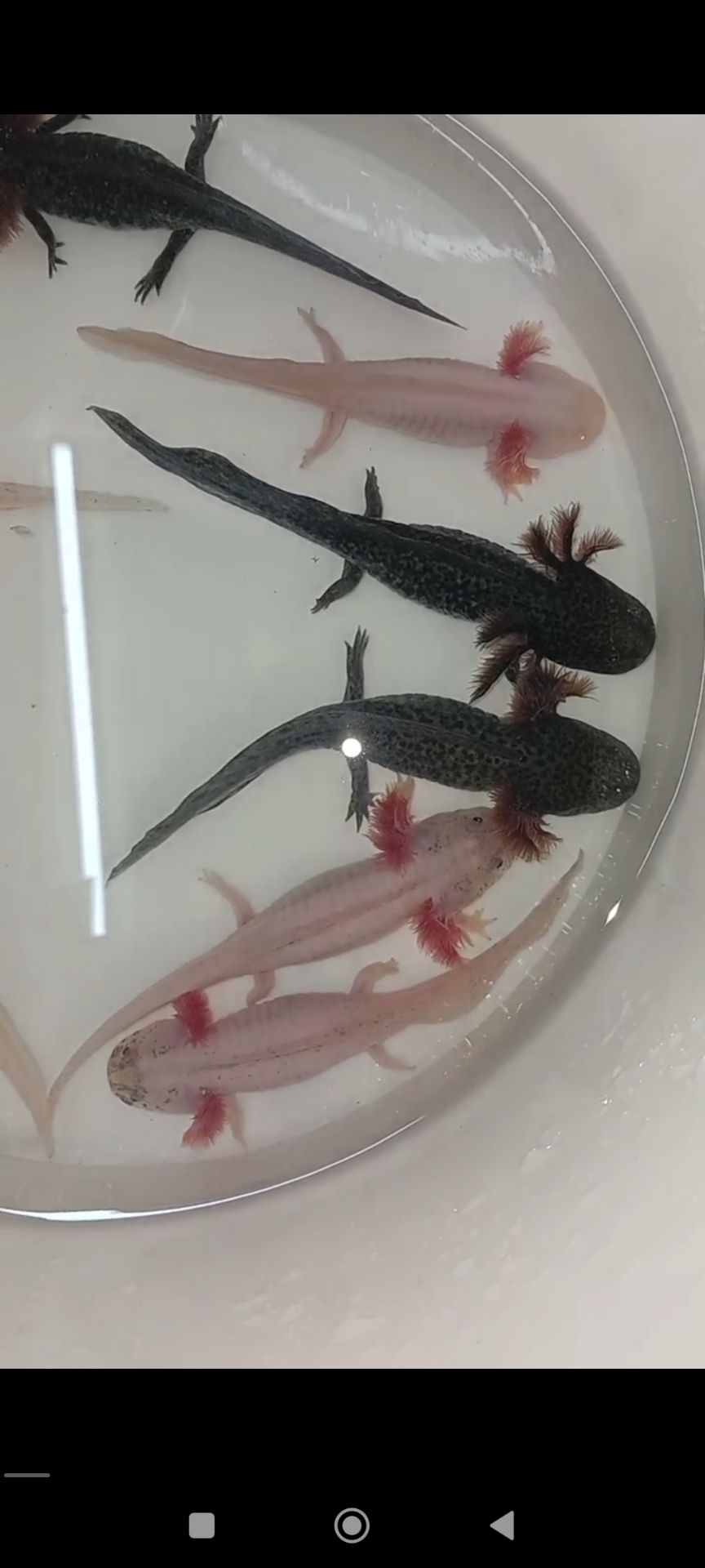 Аксолотль (Axolotl,Ambystona mexicanum