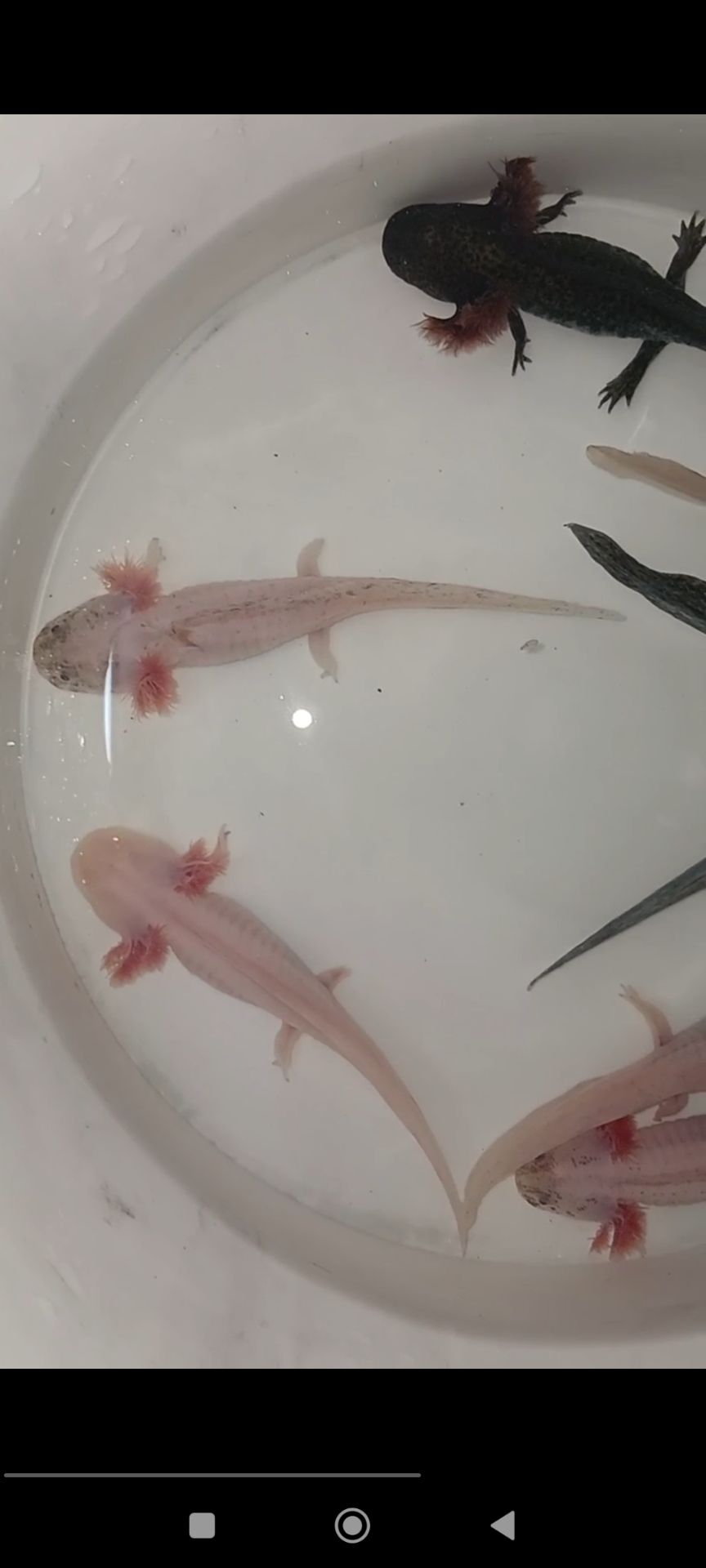 Аксолотль (Axolotl,Ambystona mexicanum