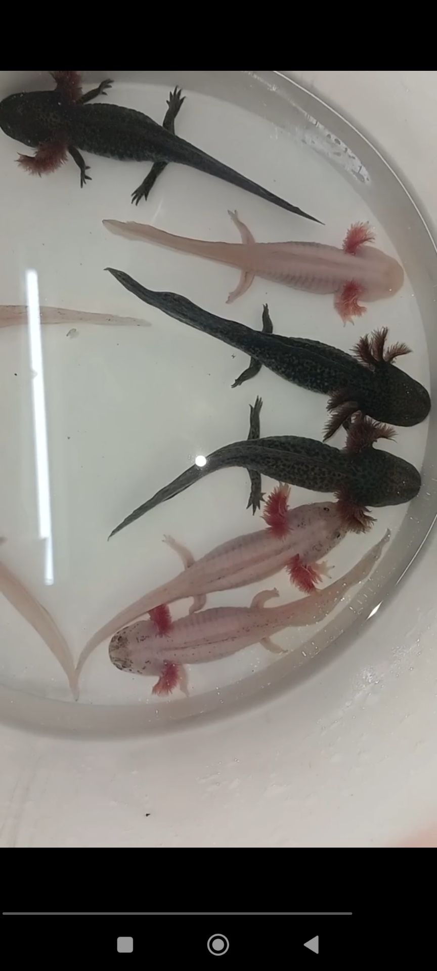Аксолотль (Axolotl,Ambystona mexicanum