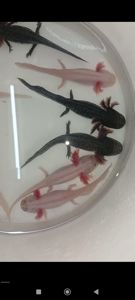 Аксолотль (Axolotl,Ambystona mexicanum