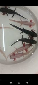 Аксолотль (Axolotl,Ambystona mexicanum