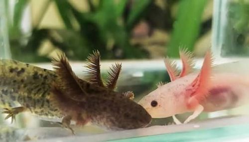Аксолотль (Axolotl,Ambystona mexicanum