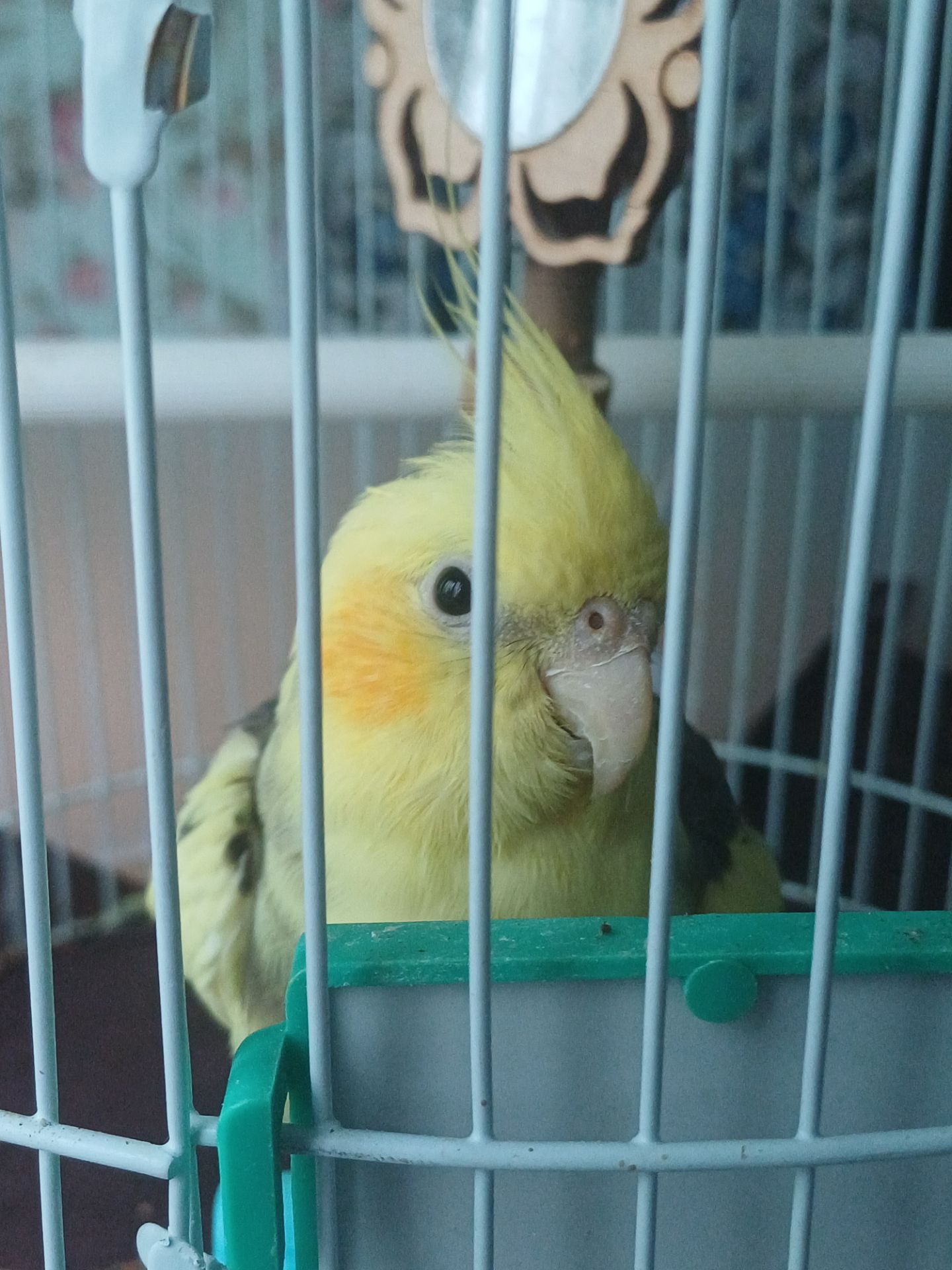 корелла, отдам в хорошие руки