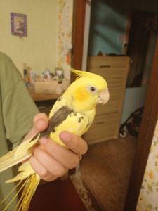 корелла, отдам в хорошие руки