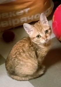 Кошеня Зузу, дівчинка