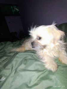 Ищу дом и хорошую семью