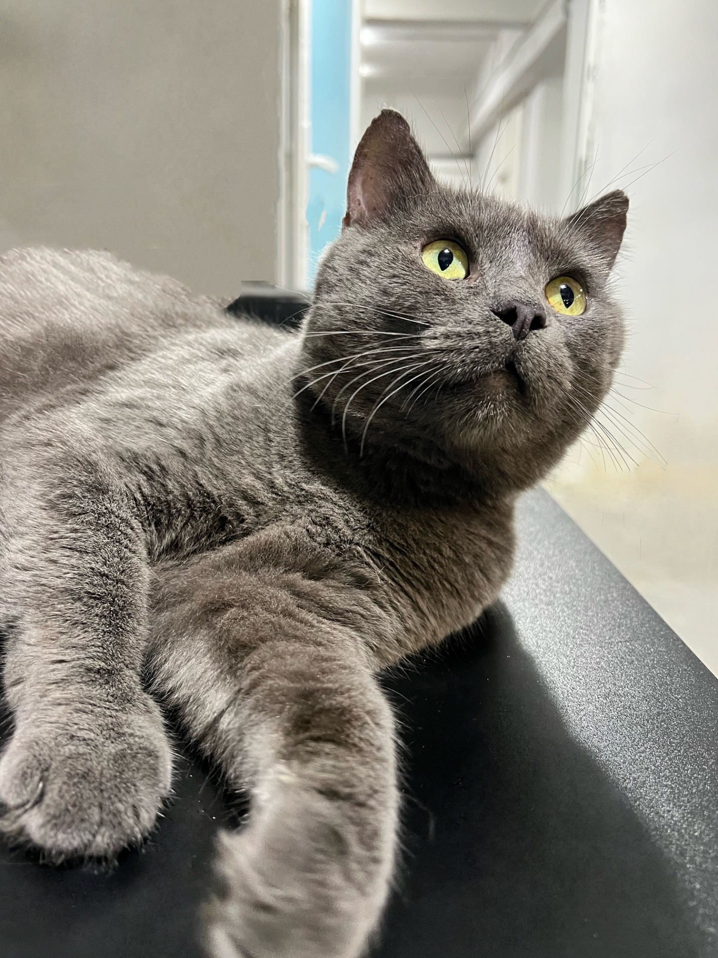 ТОМАС 🐾