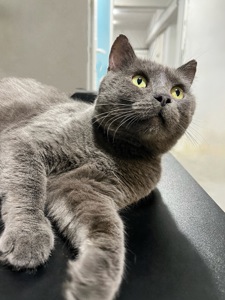 ТОМАС 🐾