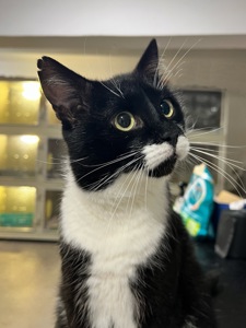 Чорно-білий красунчик АТОС 🐾