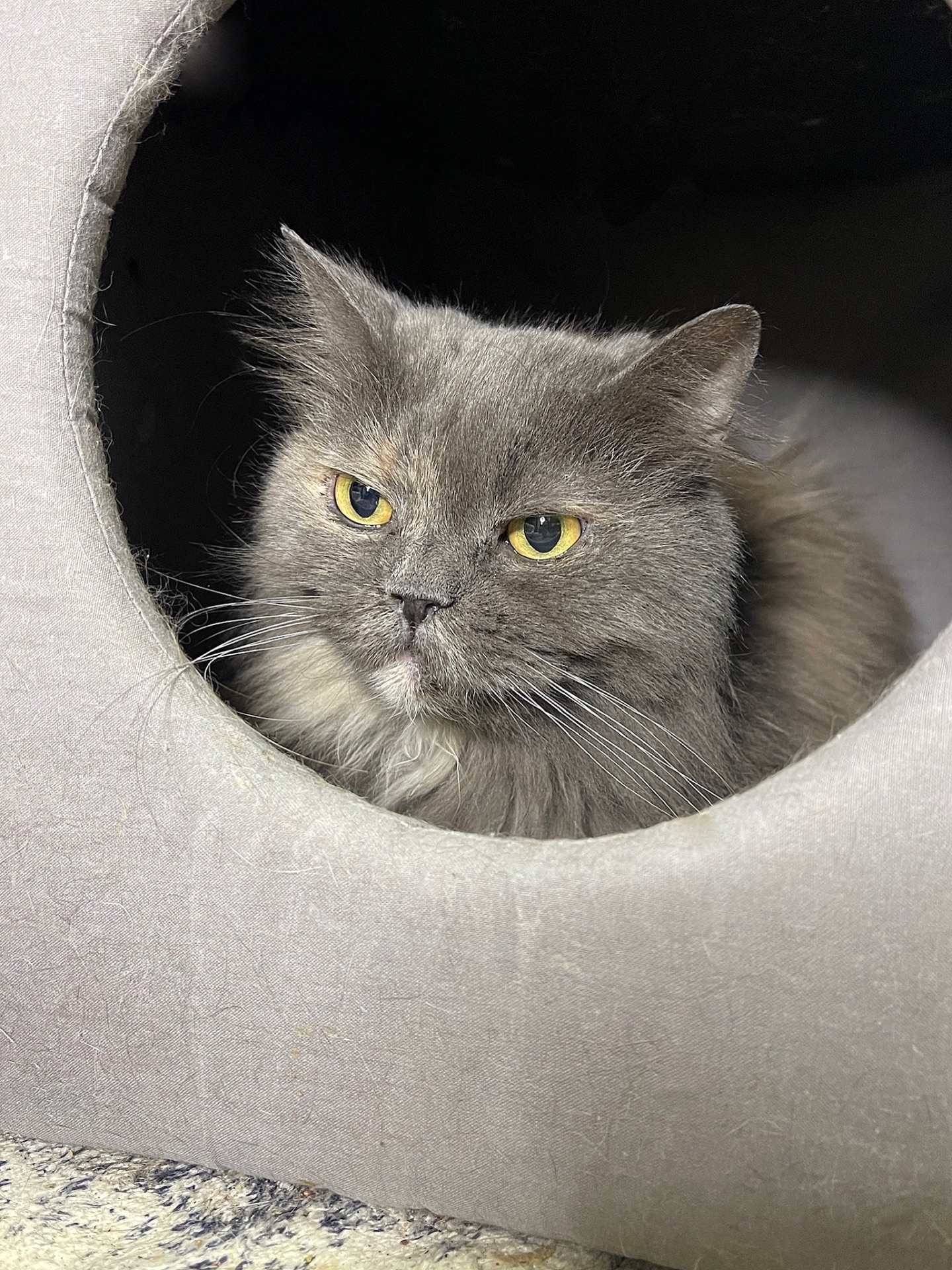 ХАКТУ 🐾