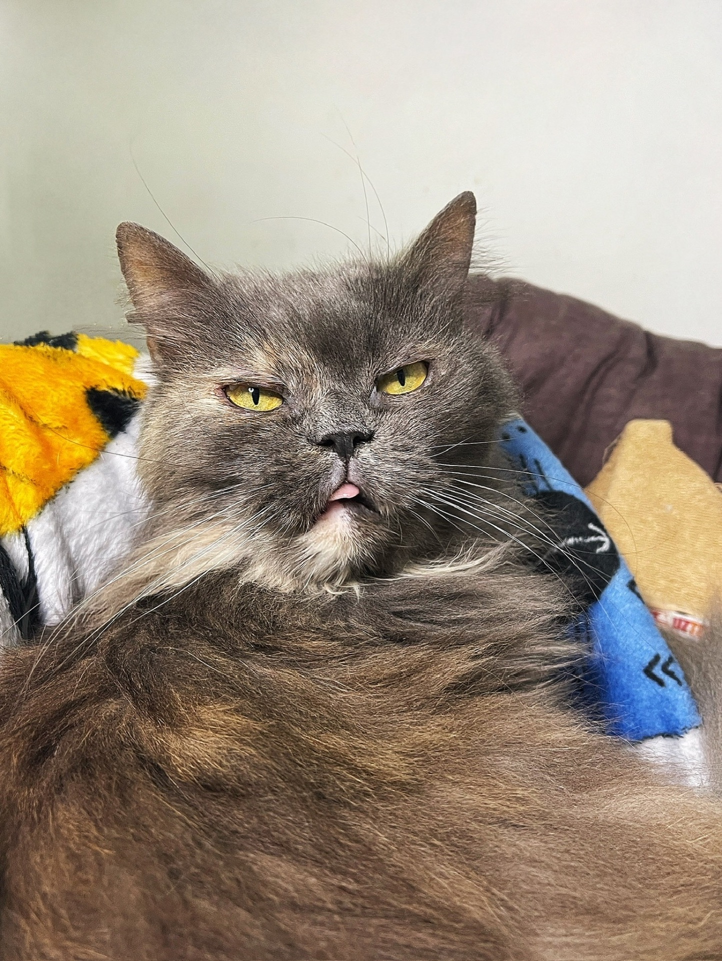 ХАКТУ 🐾