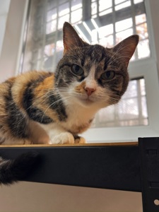 Милашка СКАЙ 🐾