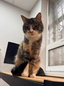 Милашка СКАЙ 🐾