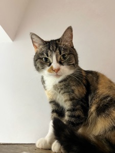 Милашка СКАЙ 🐾