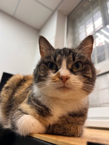 Милашка СКАЙ 🐾