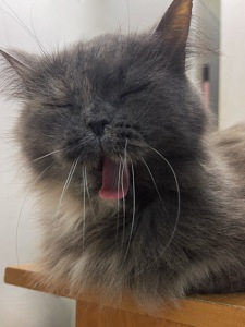 ХАКТУ 🐾