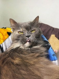 ХАКТУ 🐾