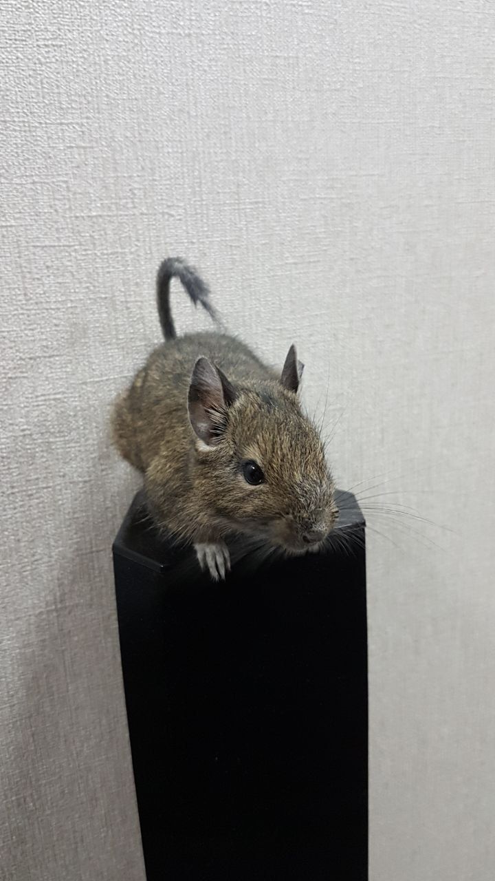 Білочка Дегу (хлопчик, 8 міс)