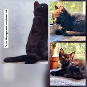 Туманний (Mist) Таббі Метиска Американської короткошорстної