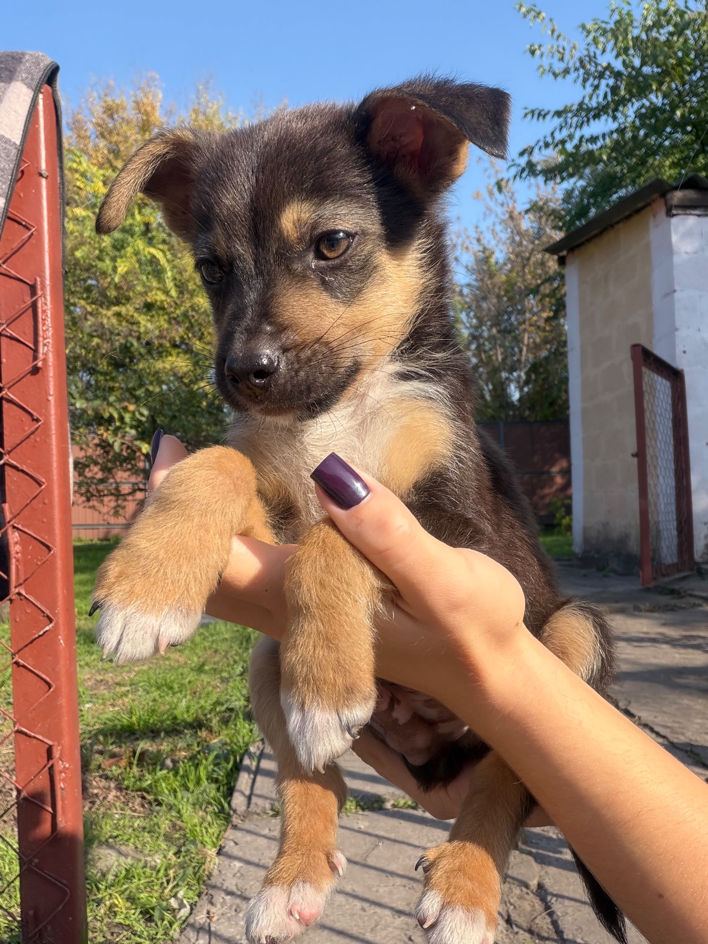 Шоколадний красунчик в пошуках родини