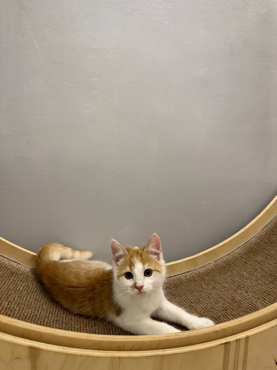 Руденьке кошеня хлопчик