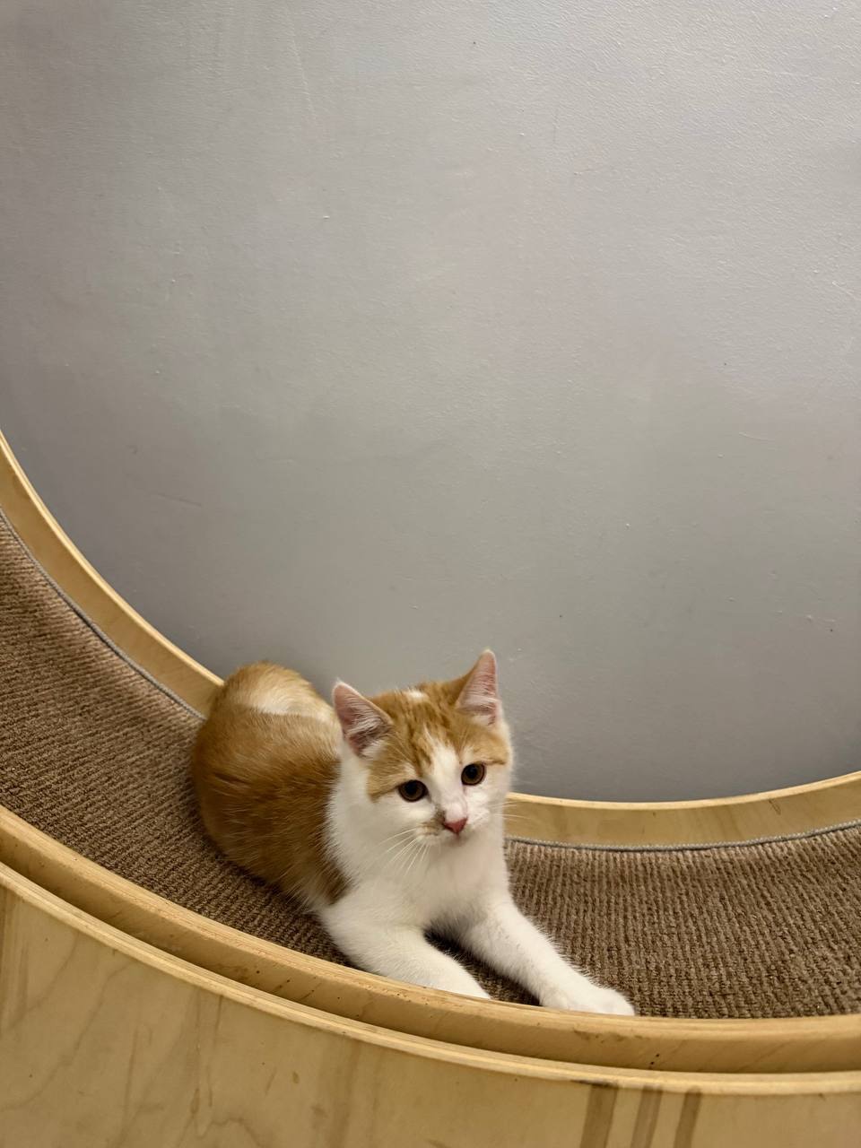 Руденьке кошеня хлопчик