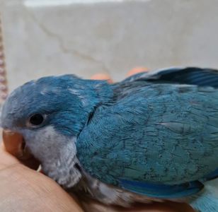 Калита Монахи малыши