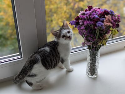 Кошеня, 2.5 міс, гіперактивний муркотун