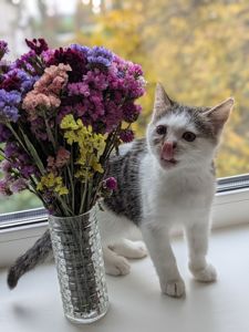 Кошеня, 2.5 міс, гіперактивний муркотун