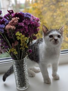 Кошеня, 2.5 міс, гіперактивний муркотун