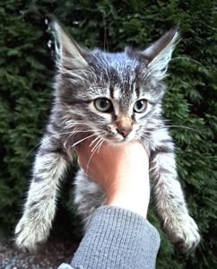 Красивый серый котенок