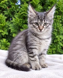 Красивый серый котенок