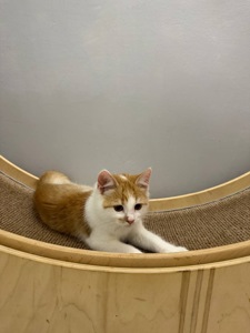 Руденьке кошеня хлопчик