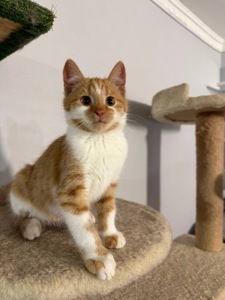 Руденьке кошеня хлопчик